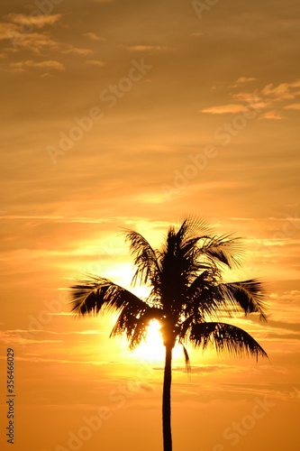 Fototapeta Naklejka Na Ścianę i Meble -  A palm tree against the background of a beautiful sunrise rich in colours