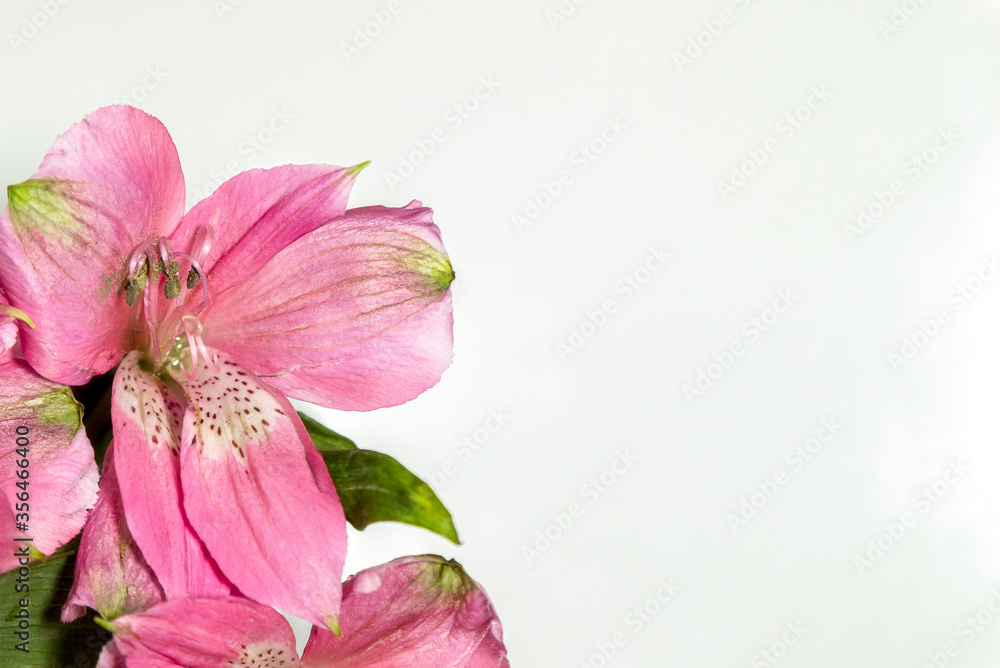Fototapeta premium Lily flowers on white background. Flat lay, copy space