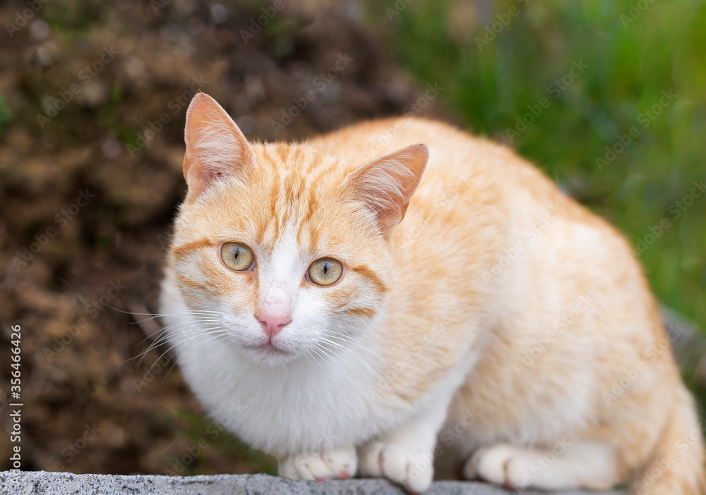 Orange cat lying on a wall Orange cat lying on a wall