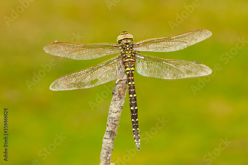 Wallpaper Mural Aeshna juncea, posado con las alas abiertas sobre la rama con fondo verde. Torontodigital.ca