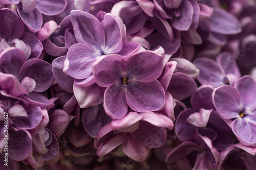 Lilac flowering close-up. Floral background