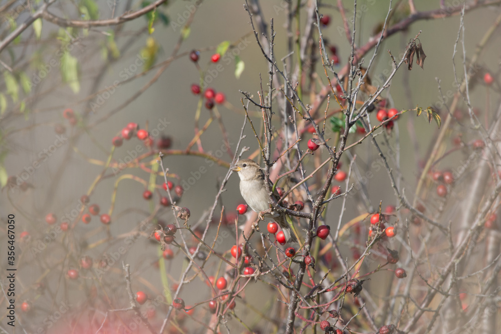 Sparrow sitting inside rose bush Sparrow sitting inside rose bush