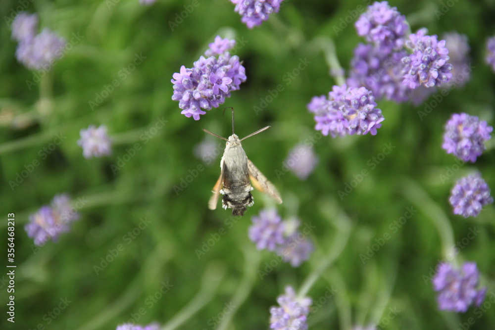 Hummingbird hawk-moth in flight on lavender flowers
Hummingbird hawk-moth in flight on lavender flowers