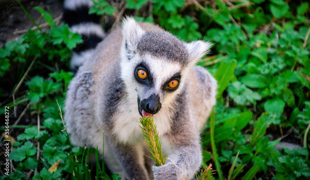 Obraz premium ring tailed lemur in the grass eating a branch