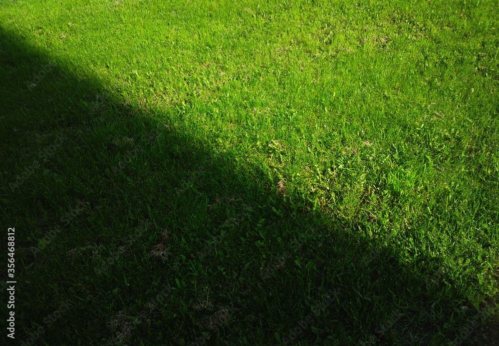 Dramatic light ray illuminating summer lawn