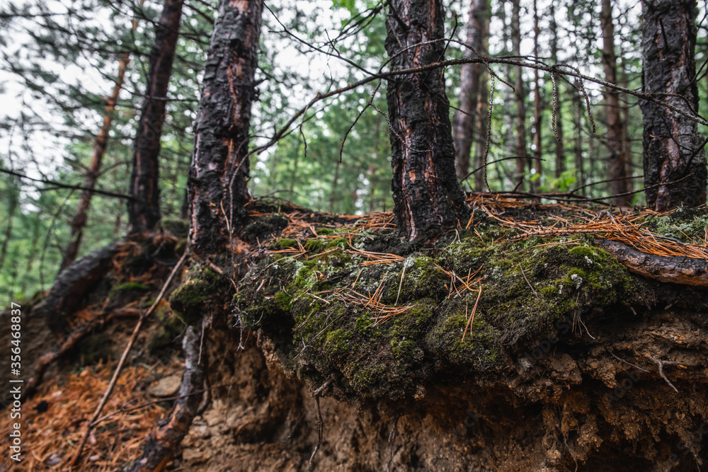 Natural forest background and texture. Forest soil with tree roots and moss