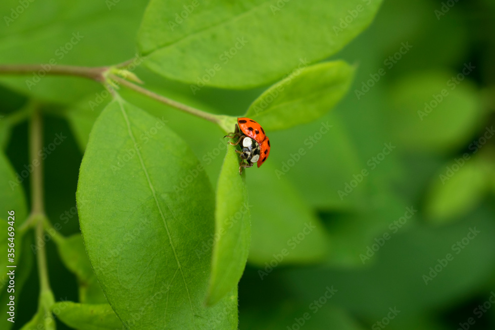 Ladybug on the green plant. Red ladybird on the green leaves. Macro image Ladybug on the green plant. Red ladybird on the green leaves. Macro image