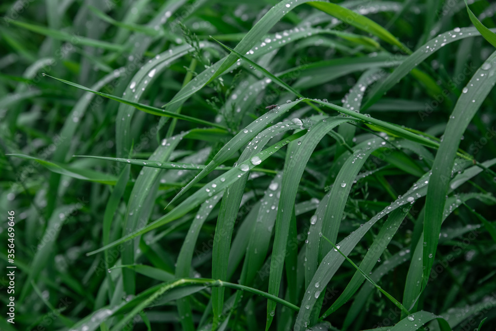 Green grass with drops of dew texture background. Natural background and wallpaper Green grass with drops of dew texture background. Natural background and wallpaper