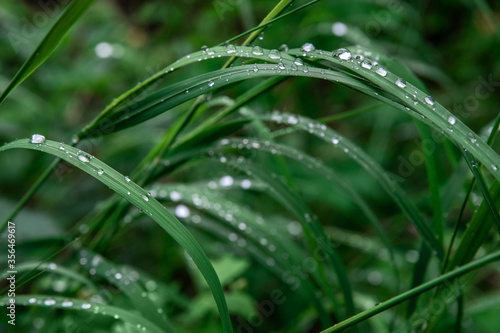 Green grass with drops of dew texture background. Natural background and wallpaper