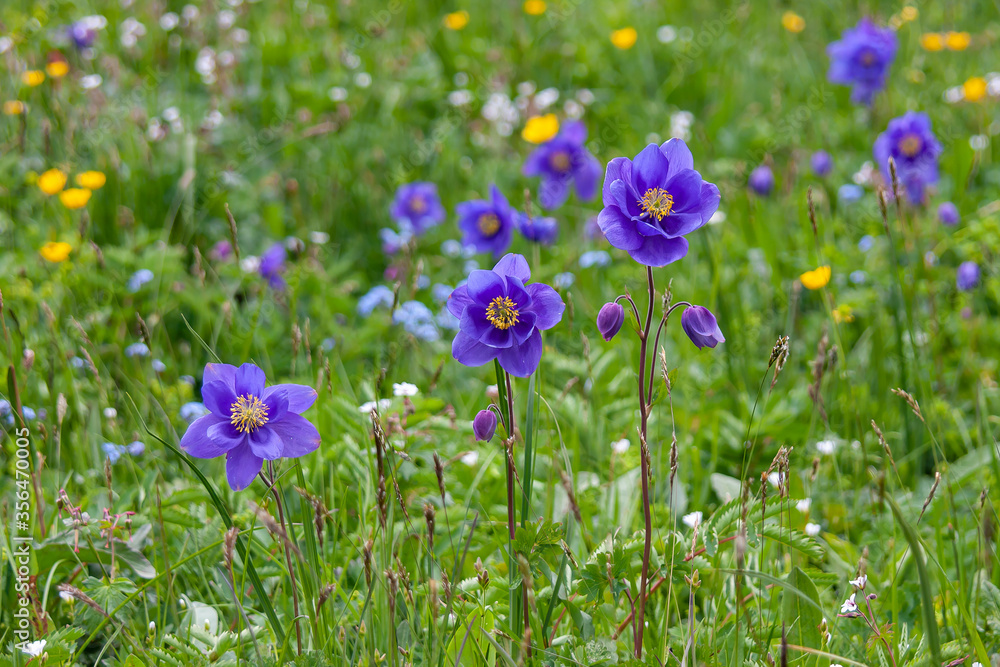 wild blue Aquilegia in the Altai mountains wild blue Aquilegia in the Altai mountains
