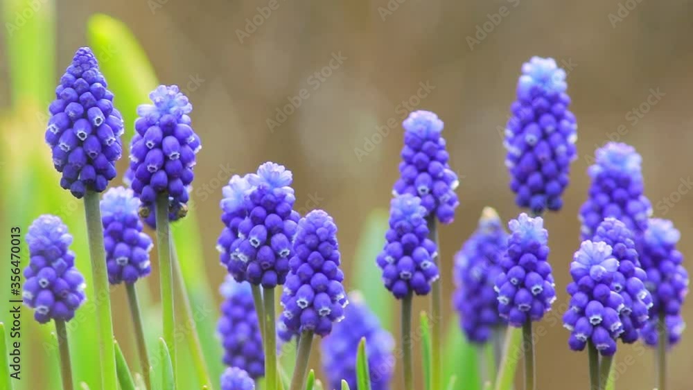 Muscari blue flowers. Early spring in the forests, parks and gardens. Awakening of nature, macro Muscari blue flowers. Early spring in the forests, parks and gardens. Awakening of nature, macro