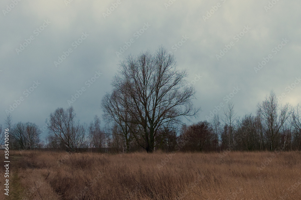 A beautiful branchy tree in the steppe in the evening. Autumn landscape. A beautiful branchy tree in the steppe in the evening. Autumn landscape.