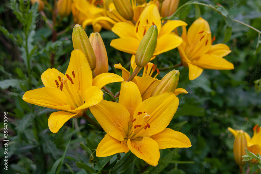 Lily Yellow County orange Asian hybrid blooming in the garden