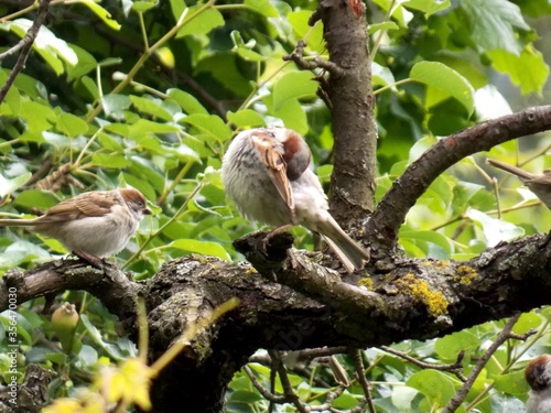 little sparrows on a tree © oljasimovic