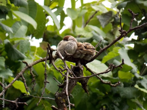 little sparrows on a tree