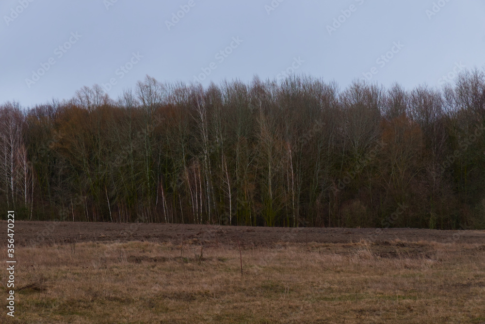Edge of the forest on a cloudy autumn evening. Edge of the forest on a cloudy autumn evening.