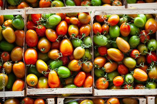 Tomato Field - Italian Food