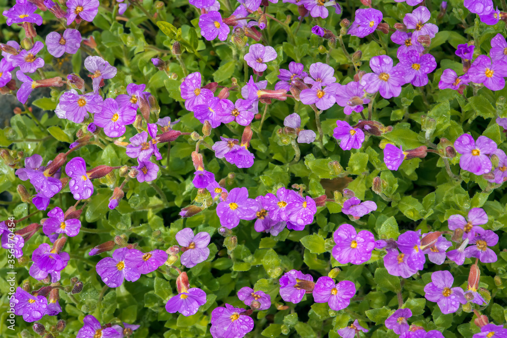 Delicate flowers on a green background. This is the beginning of flowering of a perennial plant-aubrieta (Aubrieta) pink.