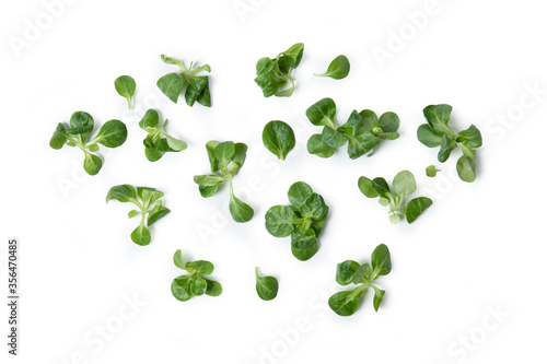 leaves of corn salad, lamb's lettuce, common cornsalad, feldsalat, Valerianella locusta, valeriana insalata photo