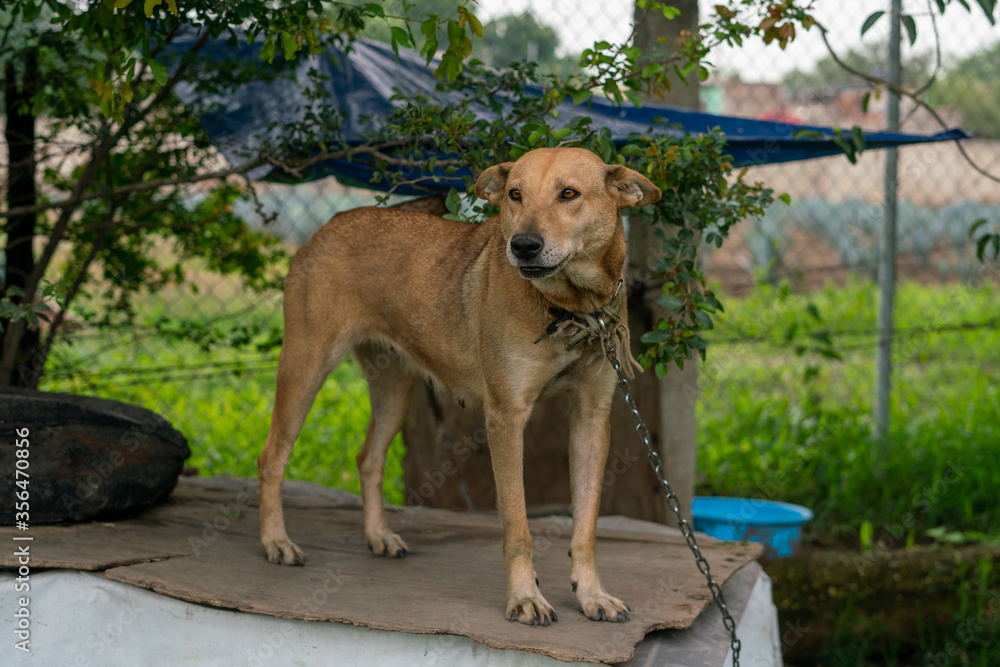 Stay dog shelter, homeless dog, abandoned looking for adoptions Stay dog shelter, homeless dog, abandoned looking for adoptions