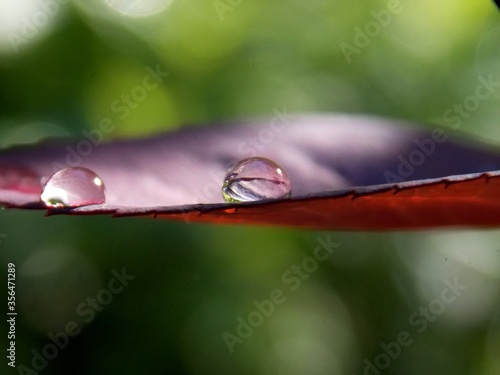 raindrops on a red leaf