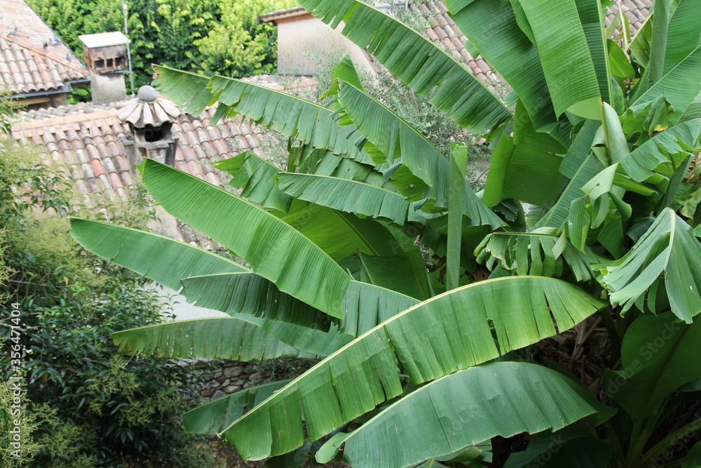 palmy, palm palmy, palm