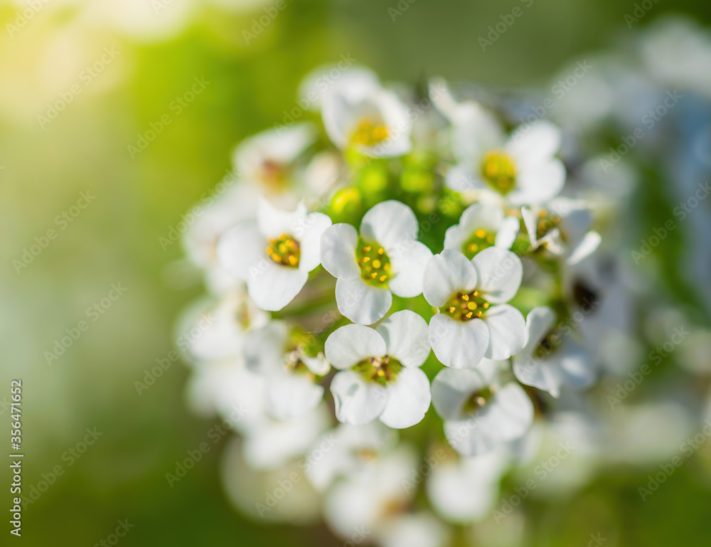 Flowers are alyssum close-up