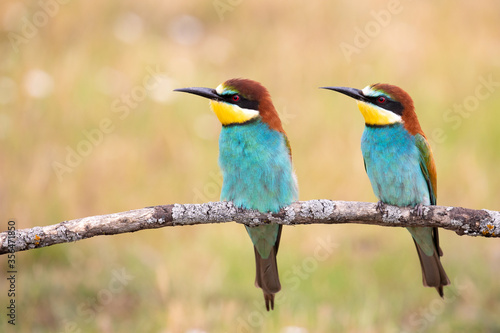 Couple of bee-eaters on a branch