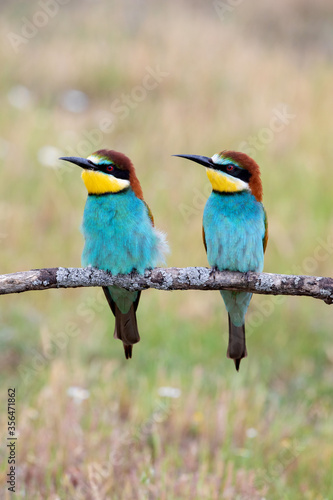 Couple of bee-eaters on a branch