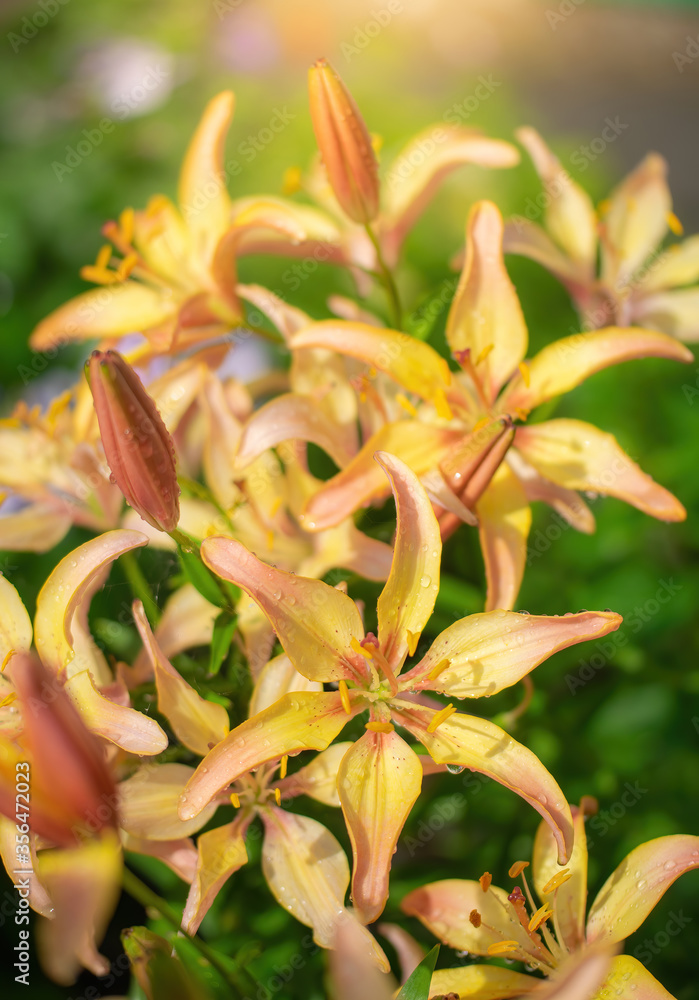 orange lilies on a summer day.