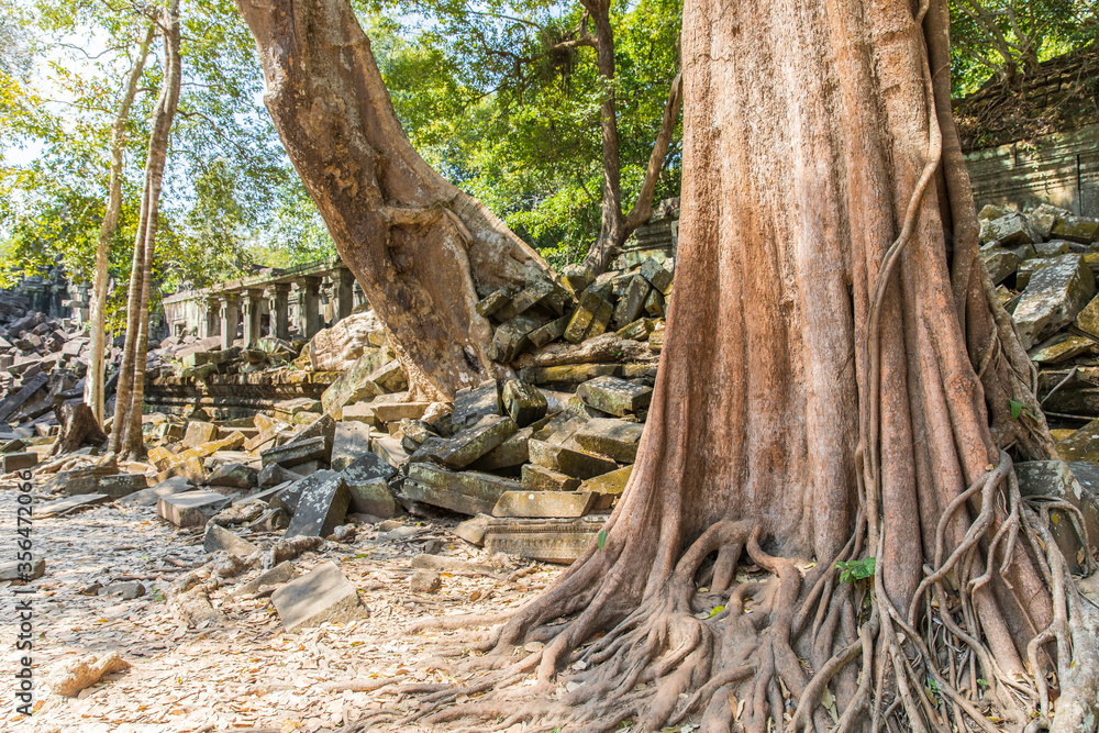 Beng Mealea temple ruins and banyan tree, the Angkor Wat style located east of the main group of temples at Angkor, Siem Reap, Cambodia. Beng Mealea temple ruins and banyan tree, the Angkor Wat style located east of the main group of temples at Angkor, Siem Reap, Cambodia.