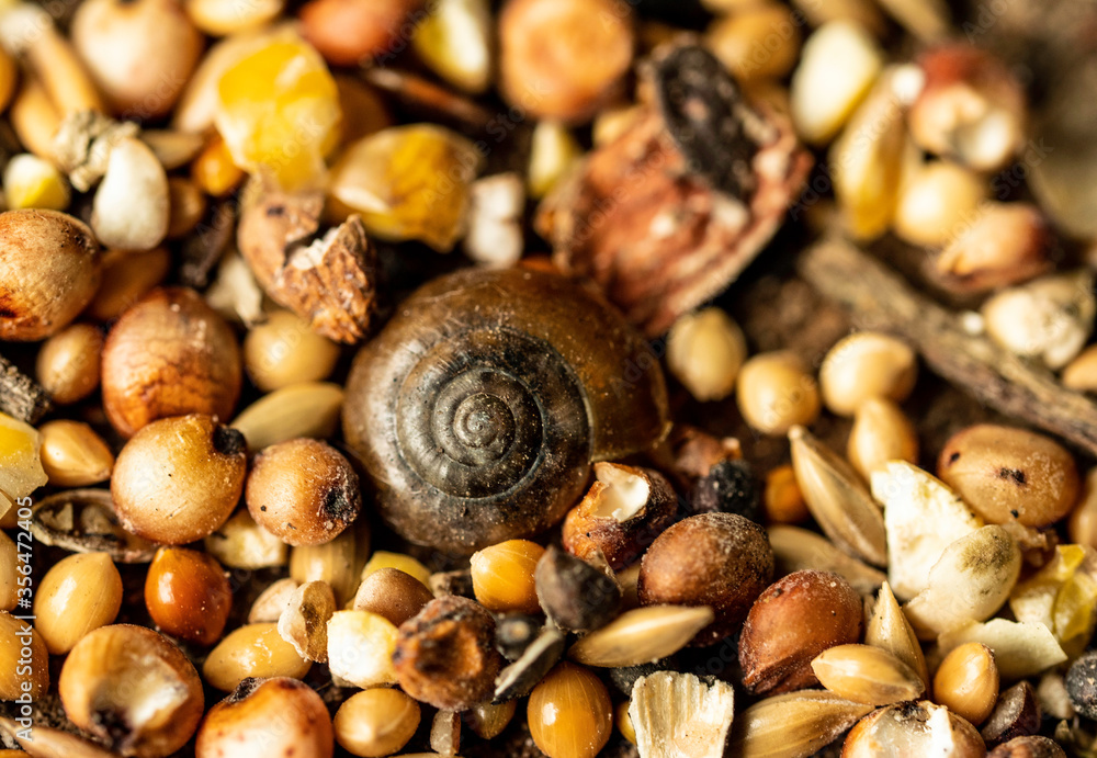 Macro of snail shell and corn for backgrounds Macro of snail shell and corn for backgrounds