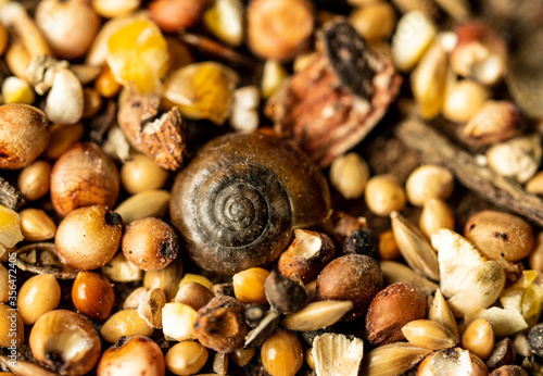 Macro of snail shell and corn for backgrounds