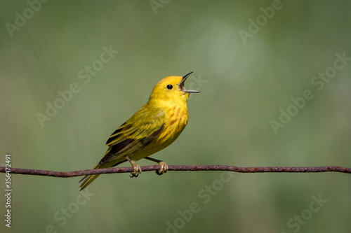 warbler on a wire