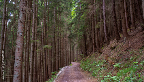 path in the forest photo