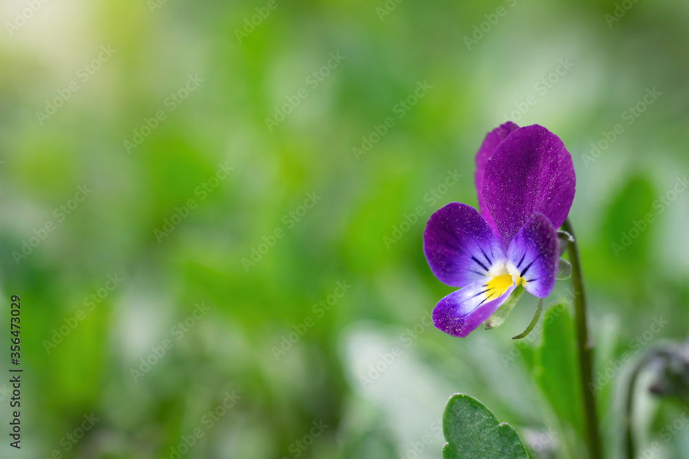 Purple violet flowers close-up. Purple violet flowers close-up.