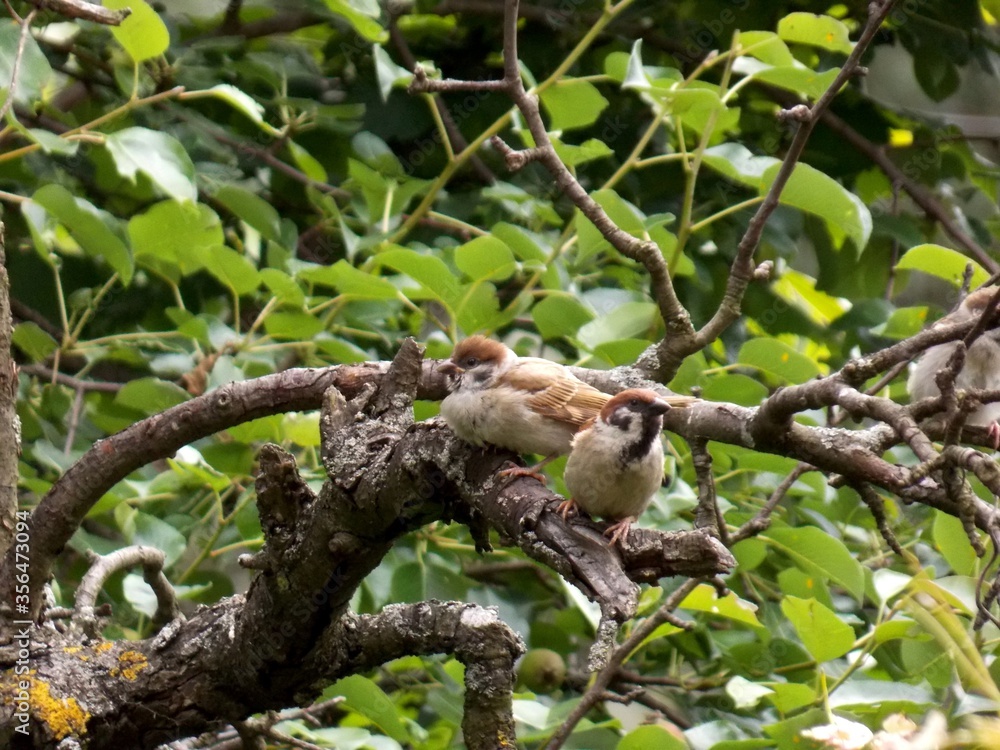 small sparrows on a dry branch