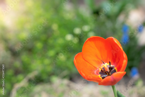 Red flower tulip close up