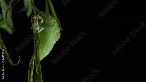 la trasformazione di una larva in crisalide, bruco di apatura iris si trasforma in crisalide photo