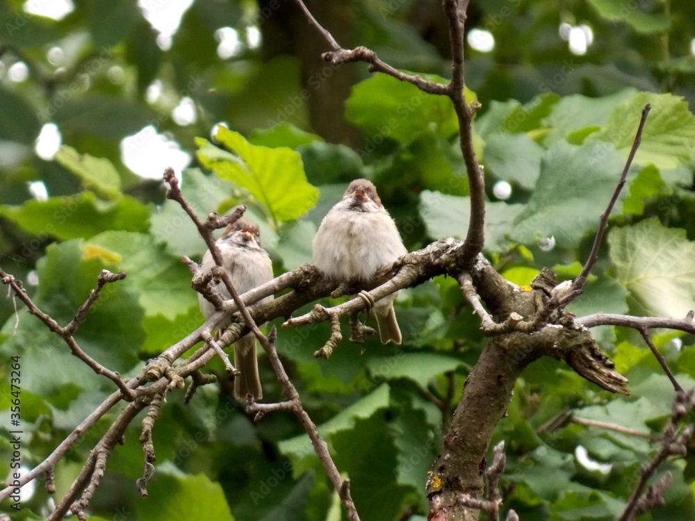 small sparrows on a dry branch small sparrows on a dry branch