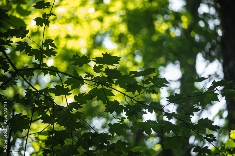 green maple leaves in the sun green maple leaves in the sun
