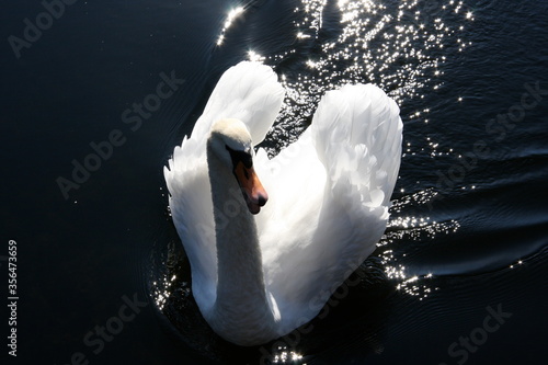 Schwan-unendlich wundervoll und weiss photo