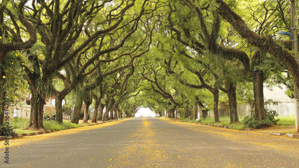 The most beautiful street in Foz do Iguaçu Brazil