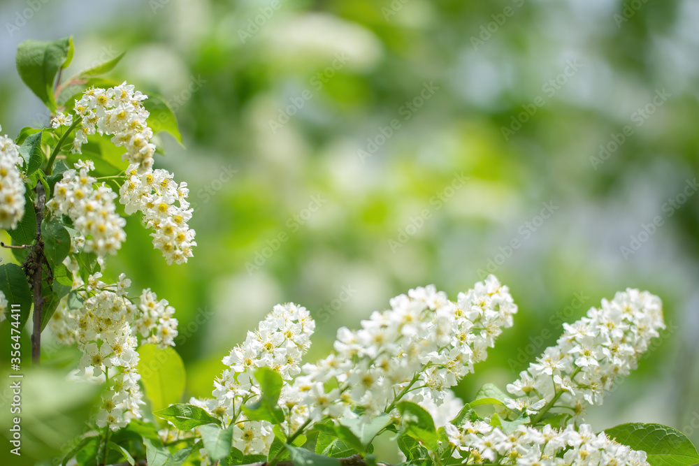Branch of flowering bird cherry in white flowers Branch of flowering bird cherry in white flowers