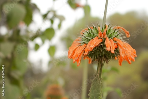 orange flower in the garden
