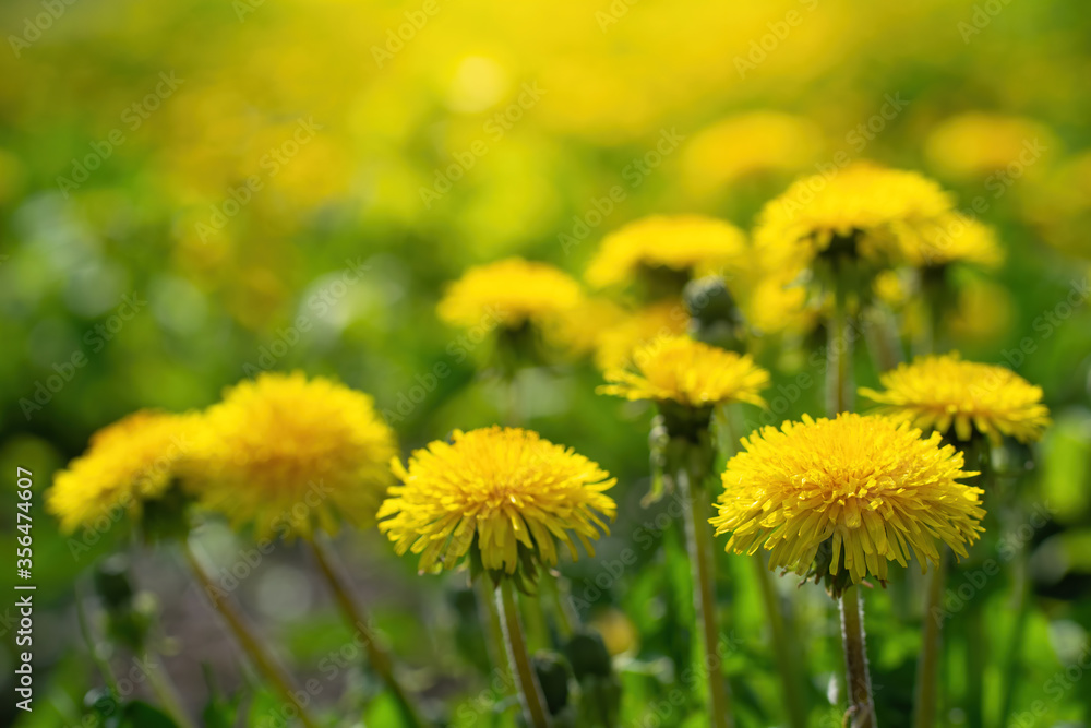 Carpet of dandelions on a blurred background. Carpet of dandelions on a blurred background.