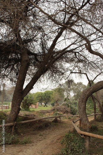 old tree in the park