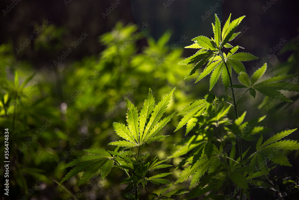 The morning sun illuminates the hemp bush.A branch of hemp in the sun. Medicinal herb of the southern region. Light bokeh, openwork leaf of hemp bush. The morning sun illuminates the hemp bush.A branch of hemp in the sun. Medicinal herb of the southern region. Light bokeh, openwork leaf of hemp bush.