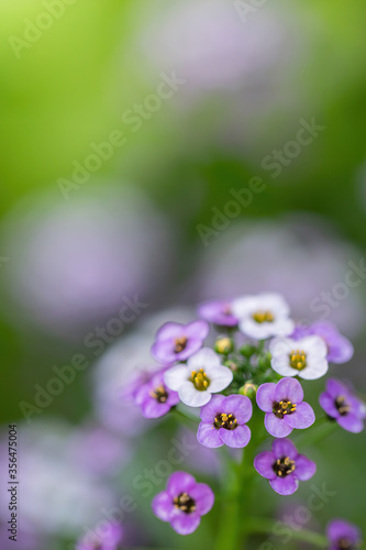 Wallpaper Mural Flowers are alyssum close-up Torontodigital.ca