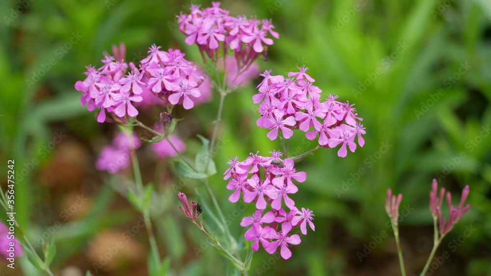 小さなピンク色の花たち